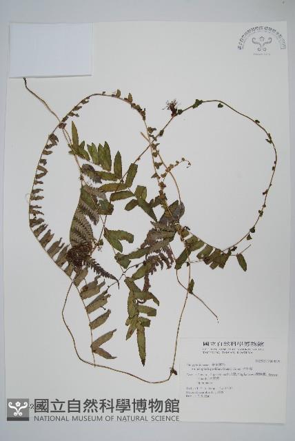 Accession Number:P004278 Collection Image, Figure 1, Total 2 Figures