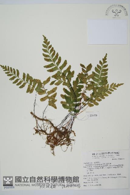 單邊鐵角蕨藏品圖，第1張