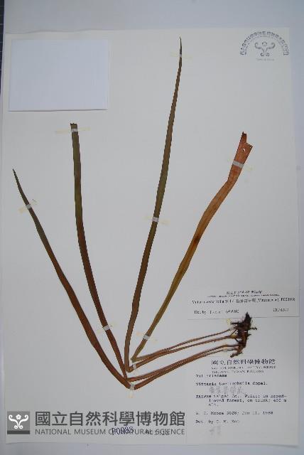 垂葉書帶蕨藏品圖，第1張