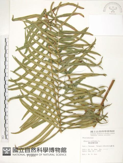 鱗蓋鳳尾蕨藏品圖，第1張