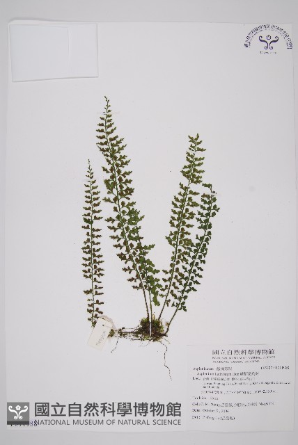 鱗柄鐵角蕨藏品圖，第1張