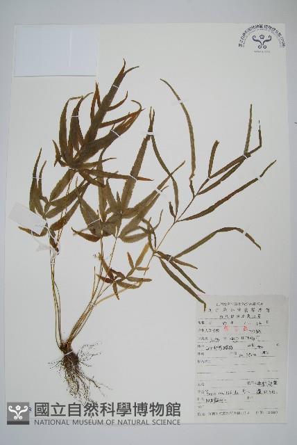 鳳尾蕨藏品圖，第1張