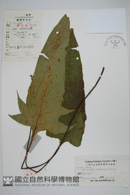 盾蕨藏品圖，第1張