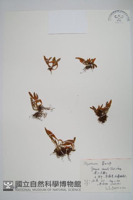 華北石葦藏品圖，第1張