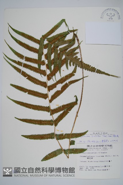 大葉毛蕨藏品圖，第1張