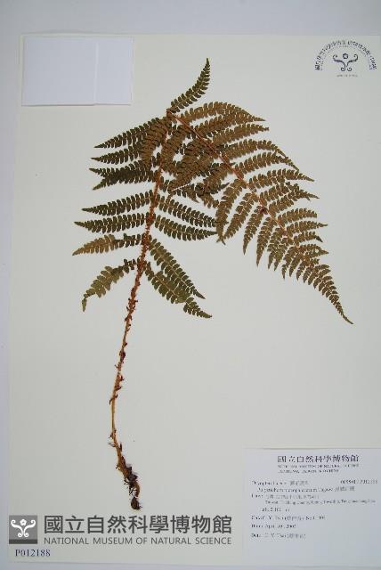 黑鱗耳蕨藏品圖，第1張