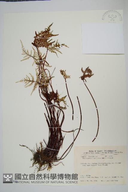 長柄粉背蕨藏品圖，第1張