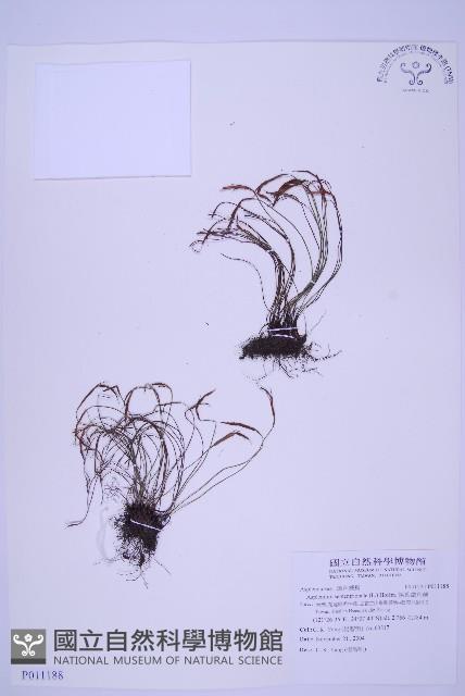 線葉鐵角蕨藏品圖，第1張