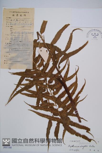 萊氏鐵角蕨藏品圖，第1張