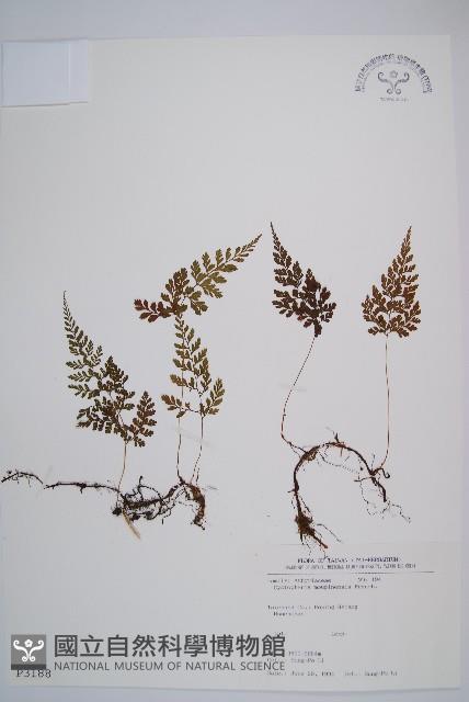 寬葉冷蕨藏品圖，第1張