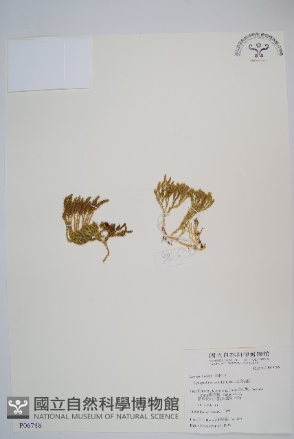 玉山石松藏品圖，第1張