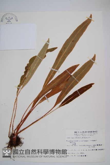 垂葉舌蕨藏品圖，第1張