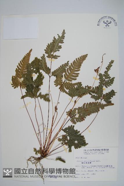 翅柄鳳尾蕨藏品圖，第1張