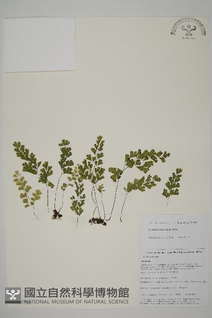 闊蓋鐵線蕨藏品圖，第1張