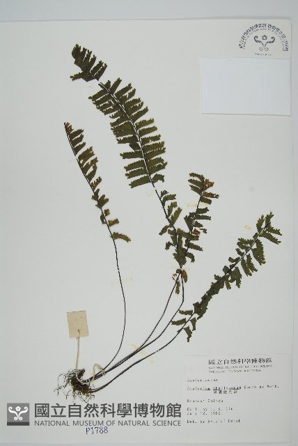 薄葉孔雀鐵角蕨、邊孢鐵角蕨藏品圖，第1張