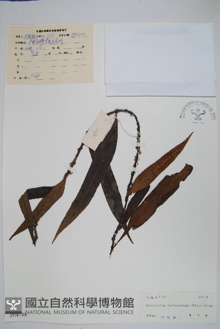 波氏星蕨藏品圖，第1張