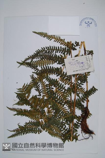 登錄號:P003788藏品圖，第1張