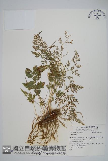 日本金粉蕨藏品圖，第1張