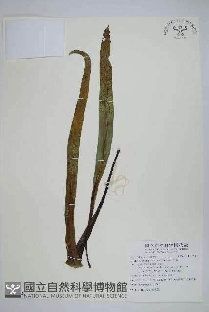 星蕨藏品圖，第1張