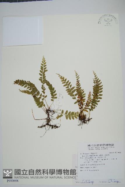 陵齒蕨、鱗始蕨藏品圖，第1張