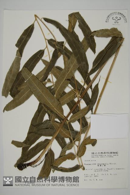 華鳳丫蕨藏品圖，第1張