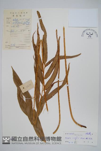 全緣鳳尾蕨藏品圖，第1張