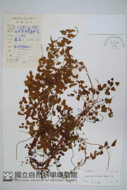 Accession Number:P004088 Collection Image, Figure 1, Total 2 Figures