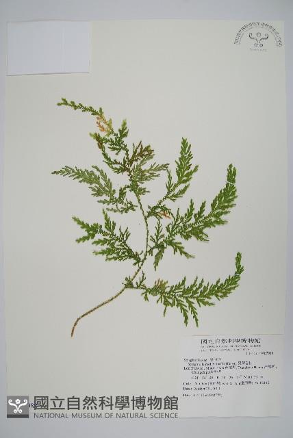 異葉卷柏藏品圖，第1張