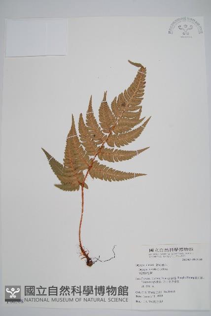 Japanese holly fern Collection Image, Figure 1, Total 2 Figures
