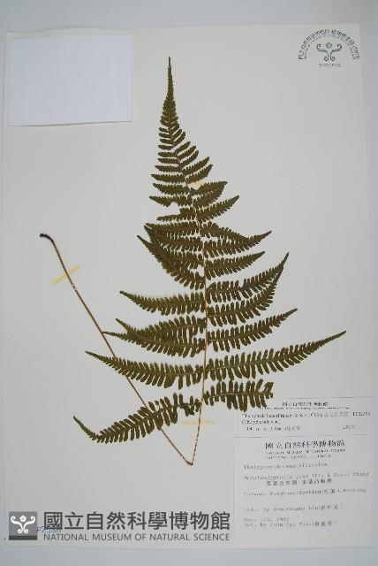 柔葉金星蕨藏品圖，第1張