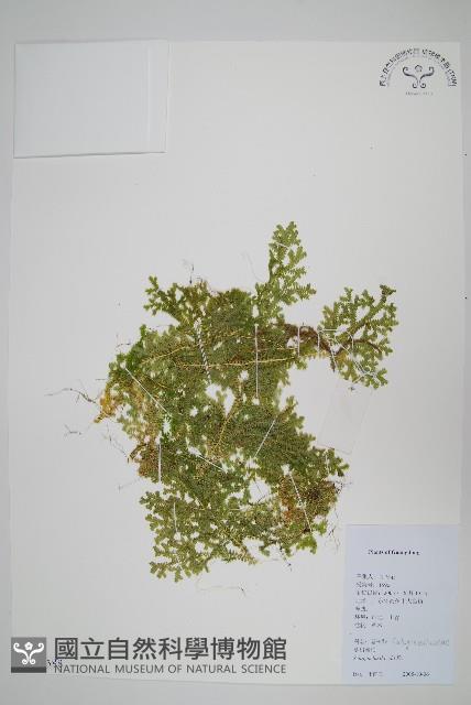 蔓出卷柏藏品圖，第1張