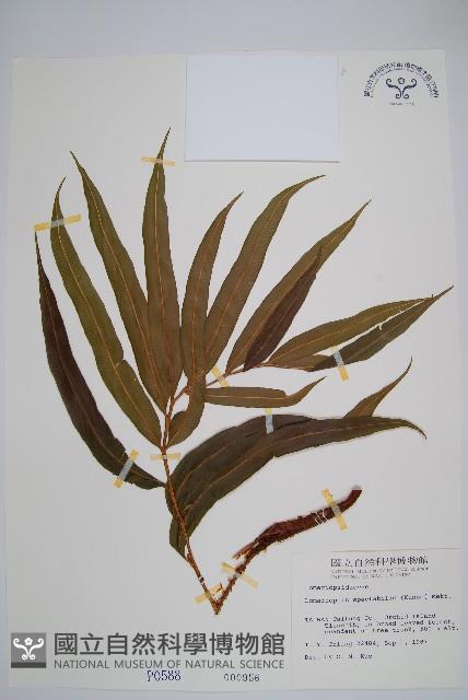 羅蔓藤蕨藏品圖，第1張