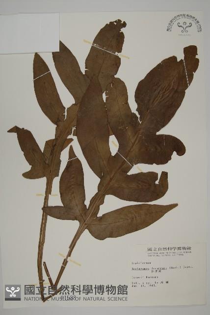 翅柄三叉蕨藏品圖，第1張