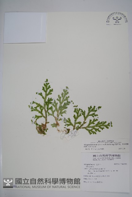 高雄卷柏藏品圖，第1張