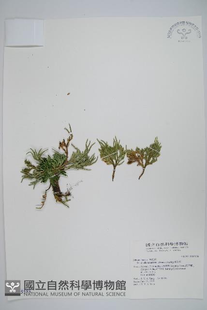 萬年松藏品圖，第1張