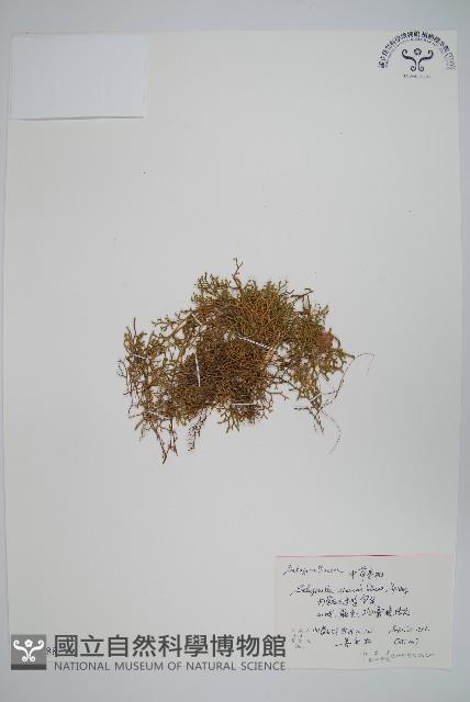 中華卷柏藏品圖，第1張