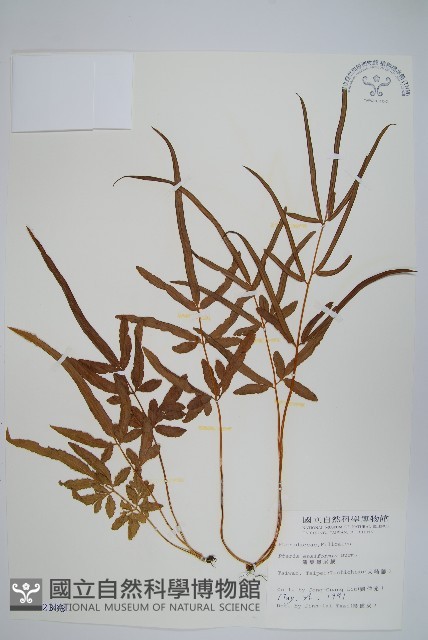箭葉鳳尾蕨藏品圖，第1張