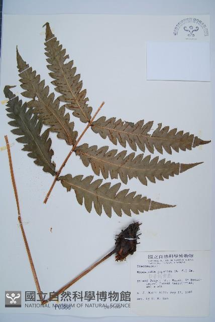 日本狗脊蕨藏品圖，第1張