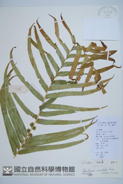 烏毛蕨藏品圖，第1張