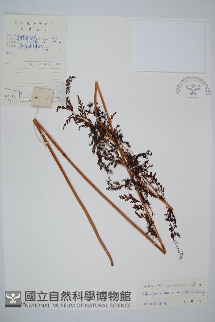 烏蕨藏品圖，第1張