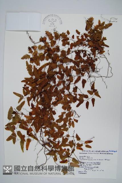 小葉海金沙藏品圖，第1張