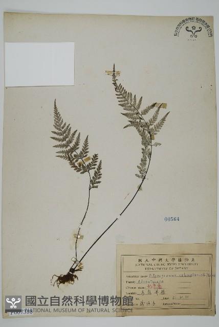 粉葉蕨藏品圖，第1張