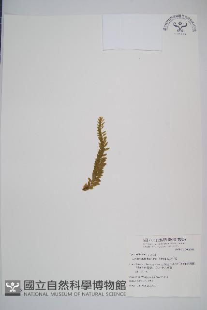 福氏石松藏品圖，第1張