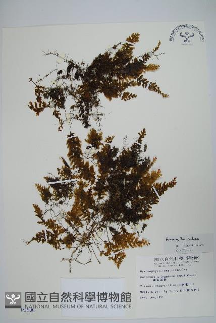 華東膜蕨藏品圖，第1張