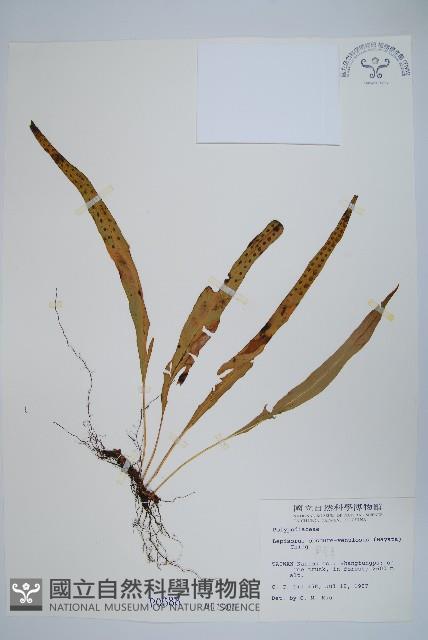 粵瓦葦藏品圖，第1張