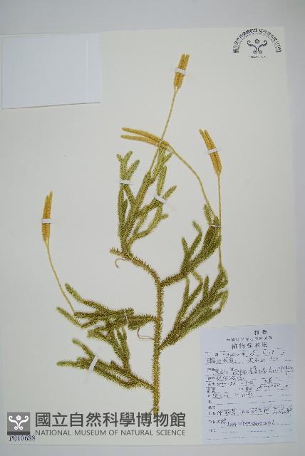 石松藏品圖，第1張