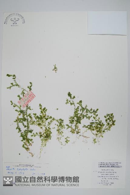 疏葉卷柏藏品圖，第1張