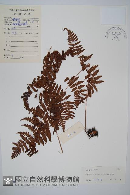 鈍齒鱗毛蕨藏品圖，第1張