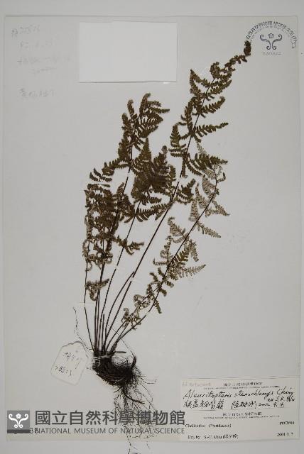 狹蓋粉背蕨藏品圖，第1張