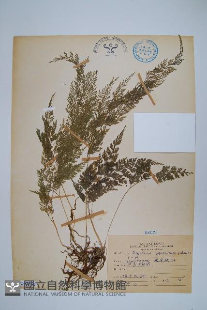 日本金粉蕨藏品圖，第1張